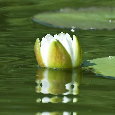 Κατάλυμα σε φάρμα U Przyjaciol Soni Mecidol