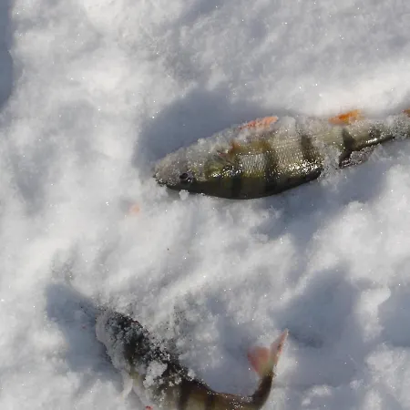 Gospodarstwo agroturystyczne U Przyjaciol Soni Mecidol