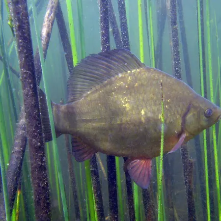 U Przyjaciol Soni Mecidol