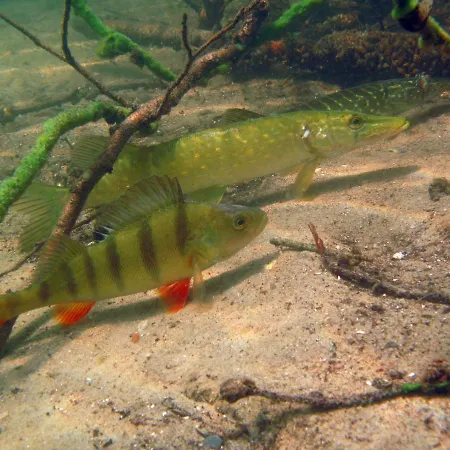 U Przyjaciol Soni Gospodarstwo agroturystyczne
