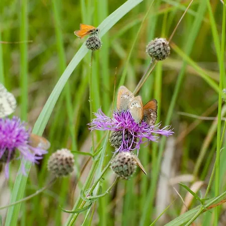 U Przyjaciol Soni Gospodarstwo agroturystyczne Mecidol