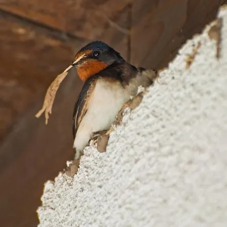 Gospodarstwo agroturystyczne U Przyjaciol Soni