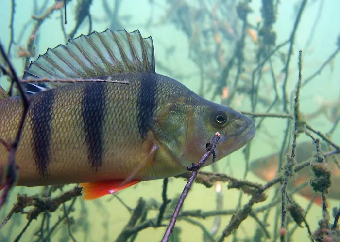 Vakantieboerderij U Przyjaciol Soni