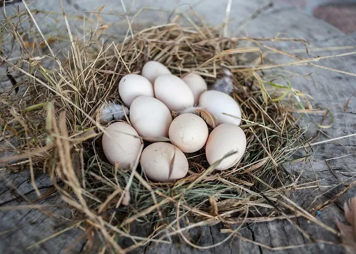 Vakantieboerderij U Przyjaciol Soni