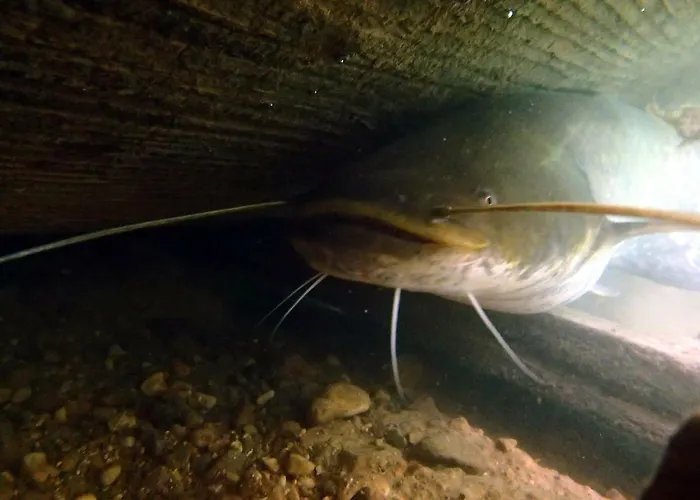 Vakantieboerderij U Przyjaciol Soni *