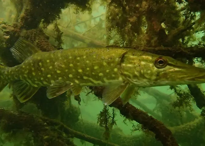 U Przyjaciol Soni * Mecidol