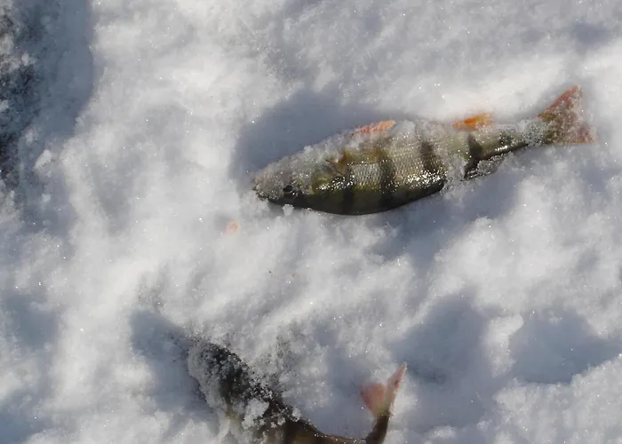 Vakantieboerderij U Przyjaciol Soni Mecidol