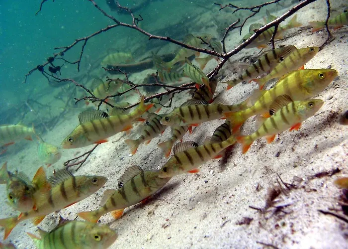 U Przyjaciol Soni Mecidol