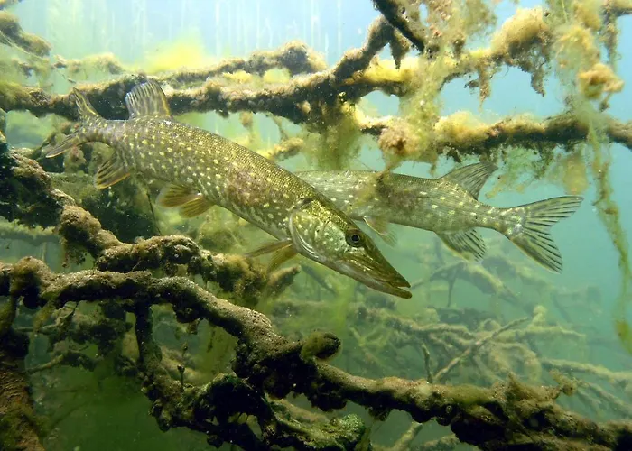 U Przyjaciol Soni * Mecidol