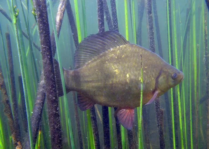 U Przyjaciol Soni Mecidol