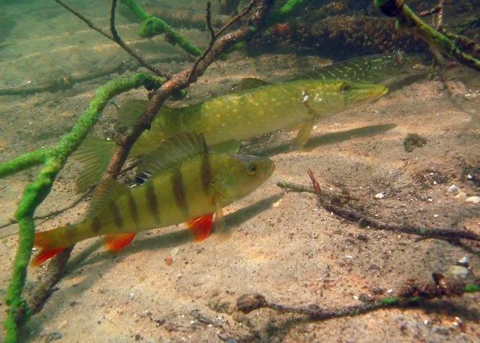 U Przyjaciol Soni Vakantieboerderij