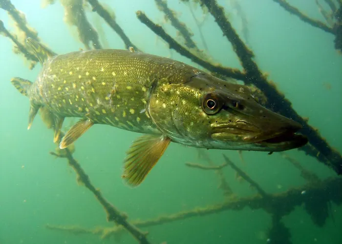 Vakantieboerderij U Przyjaciol Soni *