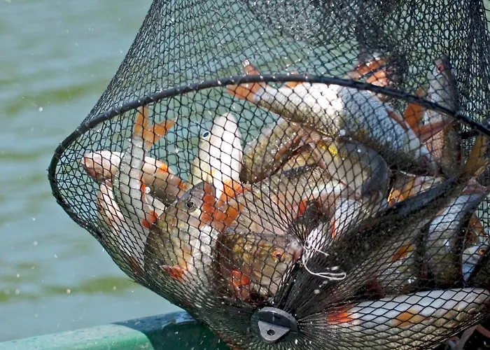 U Przyjaciol Soni Mecidol