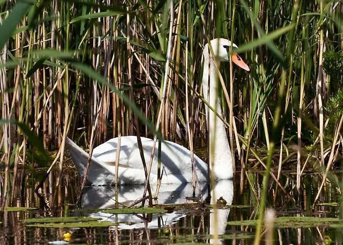 Vakantieboerderij U Przyjaciol Soni Mecidol