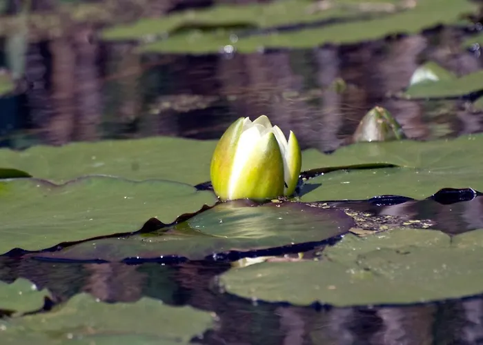 Vakantieboerderij U Przyjaciol Soni *