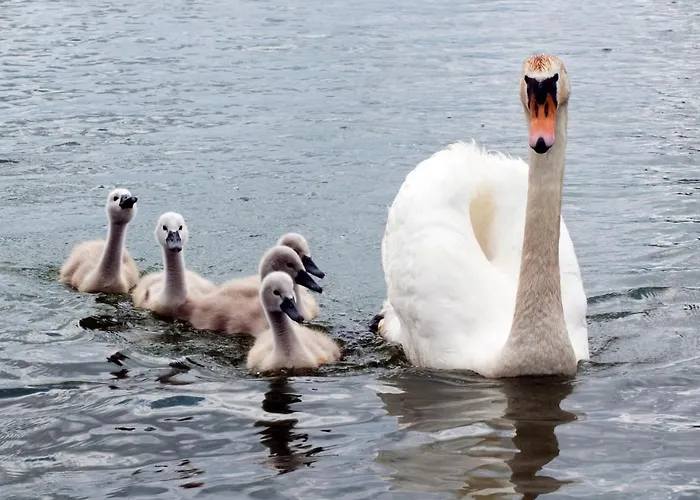 Vakantieboerderij U Przyjaciol Soni *